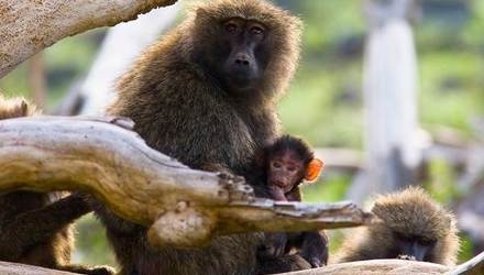 «Детство  в саванне»